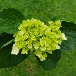 Mini Green Hydrangeas