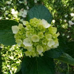 Mini Green Hydrangeas