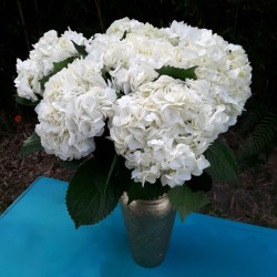 White Hydrangeas - Premium