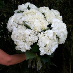 White Hydrangeas - Premium