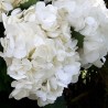 14 White Hydrangeas - Premium