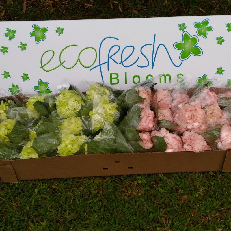 20 Pink and Fresh Green Hydrangeas