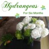 Hydrangeas for 6 months