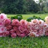 Long Stem Pink Roses for Valentine's Day