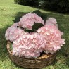 Mother's Day Pink Hydrangeas