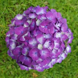 16 Purple Hydrangeas - Extra