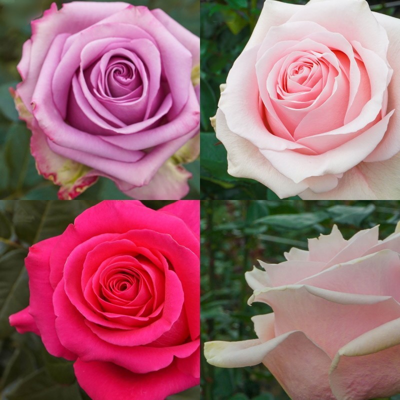 Roses in Assorted Colors