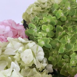 20 Hydrangeas - Fall Colors