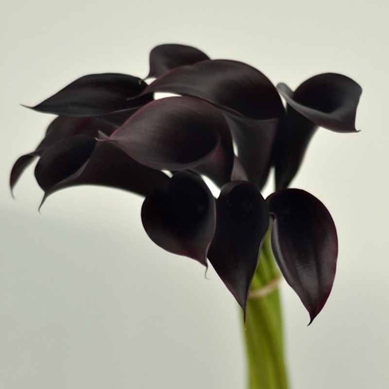 80 Black Mini Calla Lilies - 19 in long