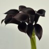 80 Black Mini Calla Lilies - 19 in long