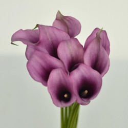 80 Purple Mini Calla Lilies...