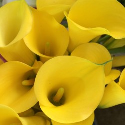 80 Yellow Mini Calla Lilies - 19 in long