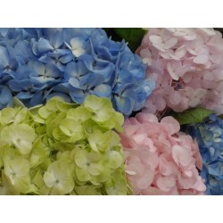 Mixed Fresh Hydrangeas