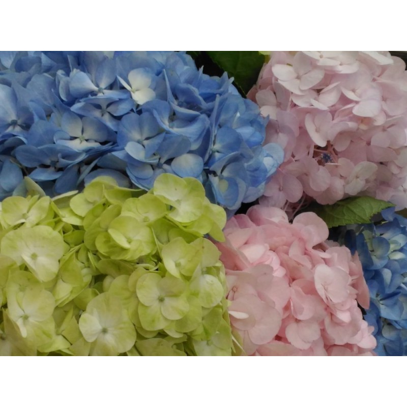 Mixed Fresh Hydrangeas Mixed Fresh Hydrangeas