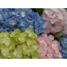 Mixed Fresh Hydrangeas