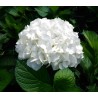 White Hydrangea - Premium