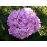 Hydrangea Lavender - Extra