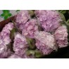 Hydrangea Lavender - Extra