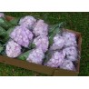 Hydrangea Light Purple - Extra