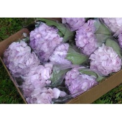 Hydrangea Light Purple - Extra