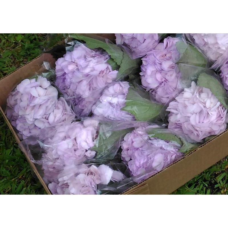 Hydrangea Light Purple - Extra Hydrangea Light Purple - Extra