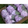 Hydrangea Light Purple - Extra