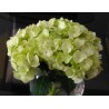 Hydrangea Lime Green - Extra