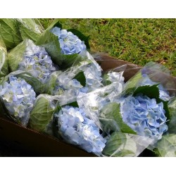 Light Blue Hydrangeas - Extra