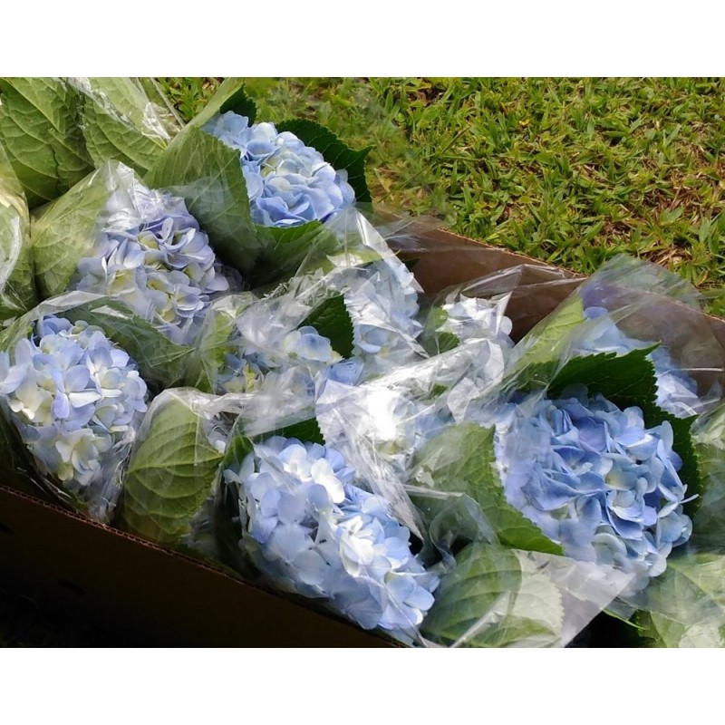 Light Blue Fresh Hydrangeas - Weddings-Birthdays-Gifts-Decoration