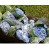 Light Blue Hydrangeas - Extra