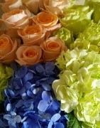 Hydrangeas, Roses, Gerbera Daisies, Mini Calla Lilies in bulk