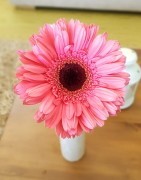 Cut Gerbera Daisies