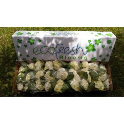 White Hydrangea - Extra