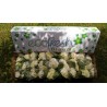 White Hydrangea - Extra