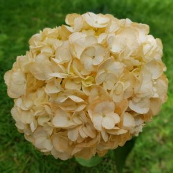 40 Peach Hydrangeas - Extra