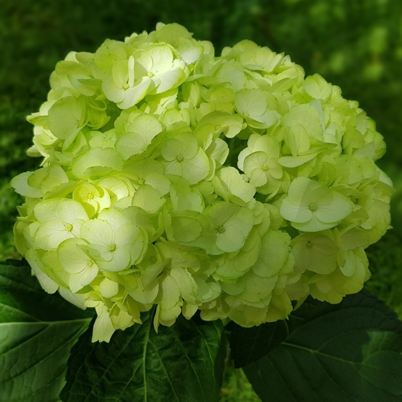 40 Fresh Green Hydrangeas - Extra
