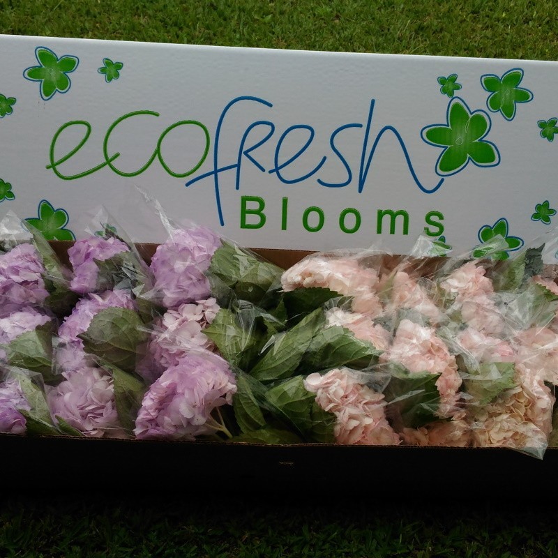 40 Pink and Light Purple Hydrangeas