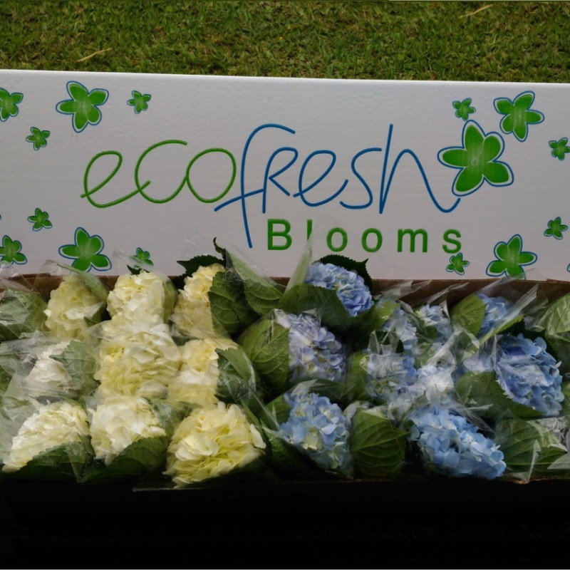 36 White and Light Blue Hydrangeas