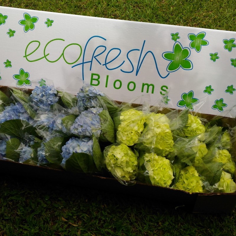 36 Fresh Green and Light Blue Hydrangeas