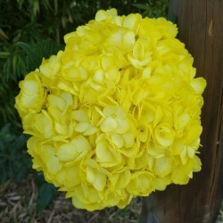 40 Yellow Hydrangeas - Extra