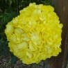 40 Yellow Hydrangeas - Extra