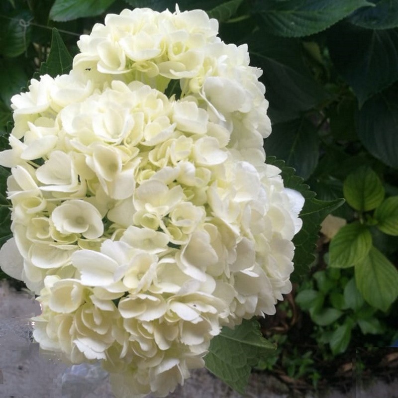 White Hydrangeas - Select