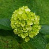 Mini Mojito Hydrangea