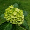 50 Mini Mojito Hydrangeas