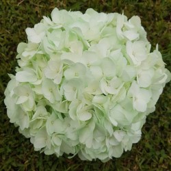 Green Mint Hydrangeas