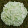 Green Mint Hydrangeas
