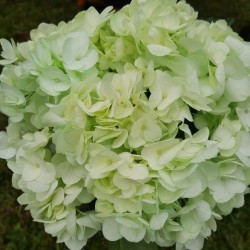Green Mint Hydrangeas