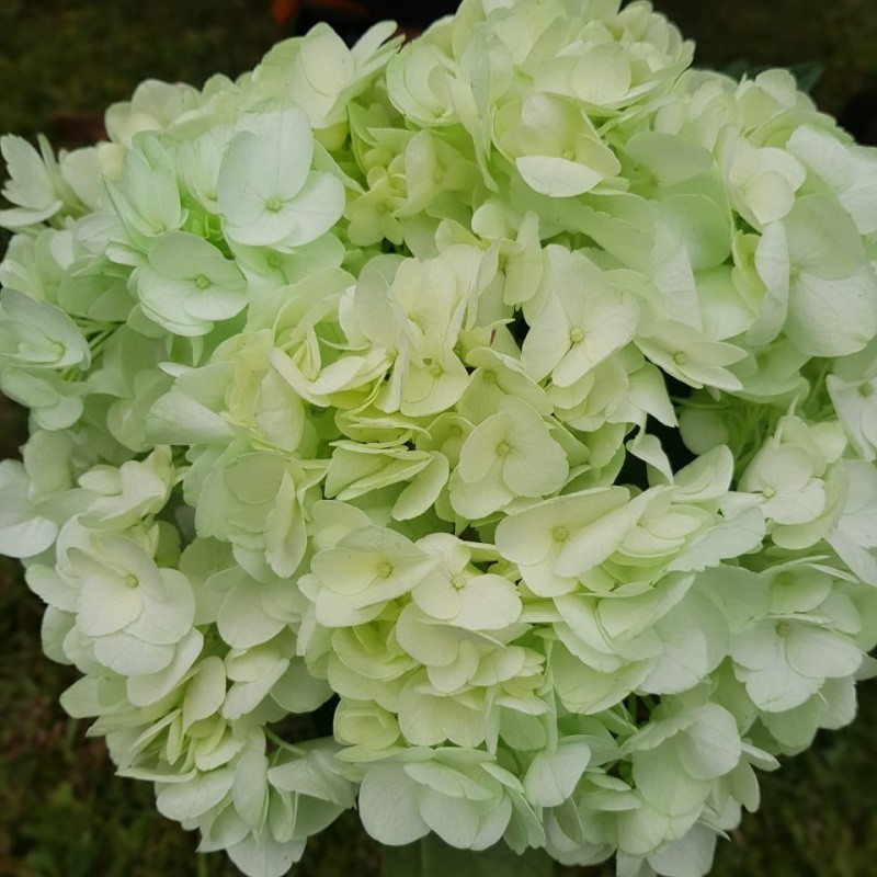 Green Mint Hydrangeas