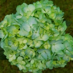 32 Cyan Hydrangeas - Extra
