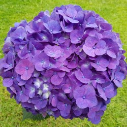 Purple Hydrangeas - Premium